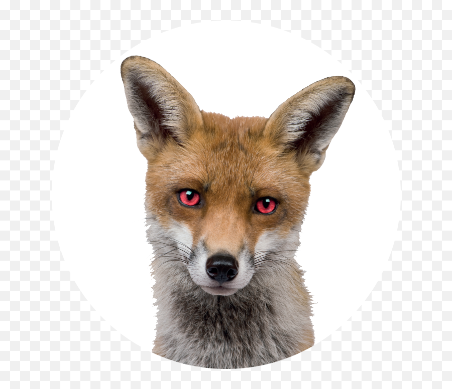 Download Devil Eyes Png Image With - Fox Sitting Front View,Devil Eyes Png
