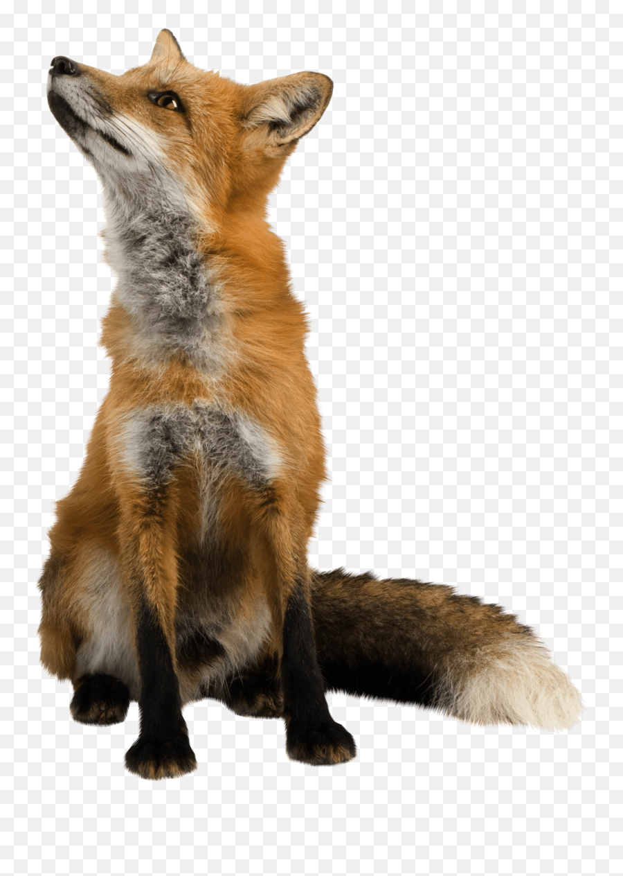 Mammal Png Transparent Images - Fox Transparent Png,Transparent Animals