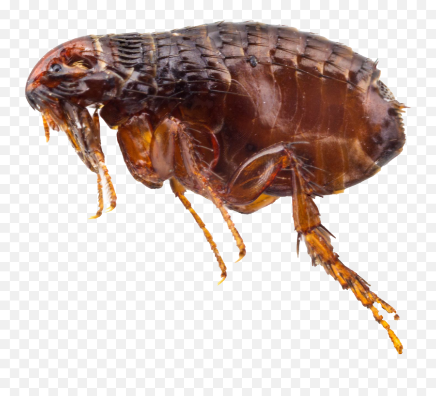 Flea Png Images Hd - Human Pictures Of Fleas,Flea Png