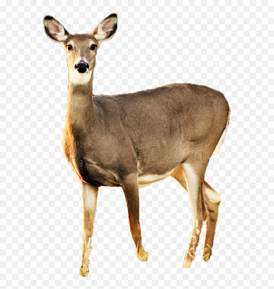 Doe Png Free - Doe Deer Transparent Background,Doe Png