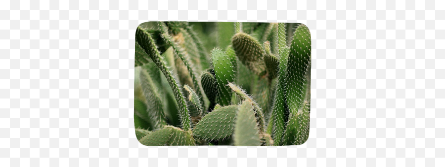 Texture Cacti Bath Mat U2022 Pixers - We Live To Change Cactus Png,Cacti Png