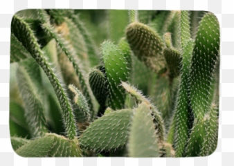 Texture Cacti Bath Mat U2022 Pixers - We Live To Change Cactus Png,Cacti Png