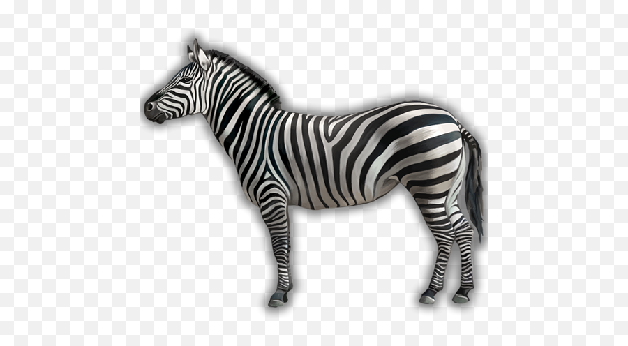 Is A Zebra White With Black Stripes Or - Zebra White Or Black Png,White Stripes Png