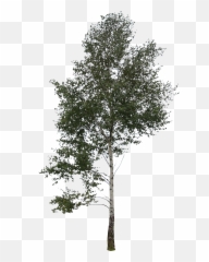 Trees Transparent Png Clipart Free Big Tree