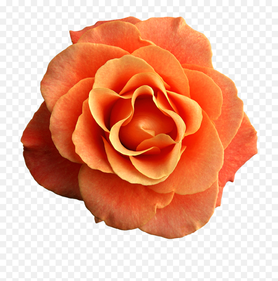 Orange Rose Png Clipart Image - Transparent Background Orange Flower Png,Orange Flowers Png