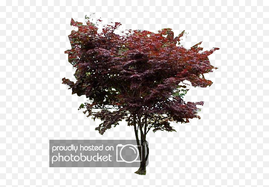 Download Japanese Maple Png - Japanese Maple Png,Japanese Maple Png