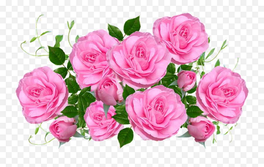 Flowers Pink Roses - Free Image On Pixabay Rosa Rosas Png,Pink Rose Png