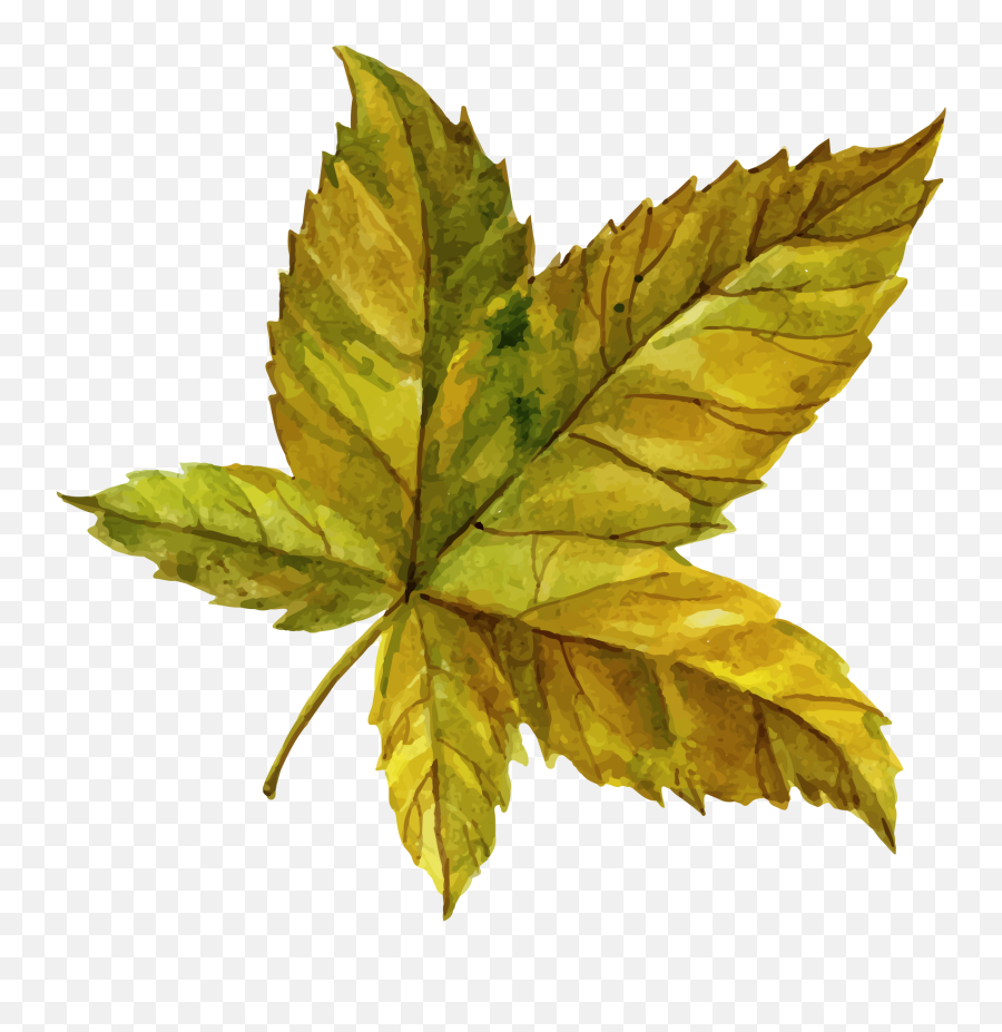 Leaf Clipart Png Image Free Download Searchpngcom - Maple Leaf,Maple Tree Png