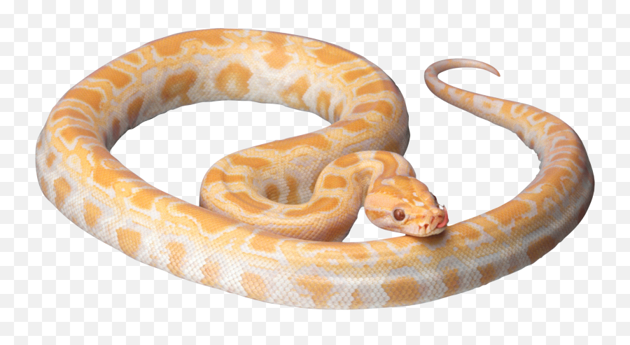 Yellow Snake Png Image Transparent Background