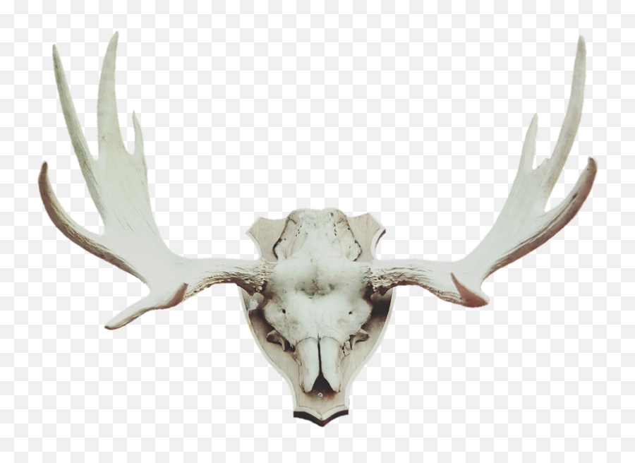 Antler Moose Deer - Hunting Trophies Png,Deer Antlers Png