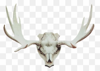 Antler Moose Deer - Hunting Trophies Png