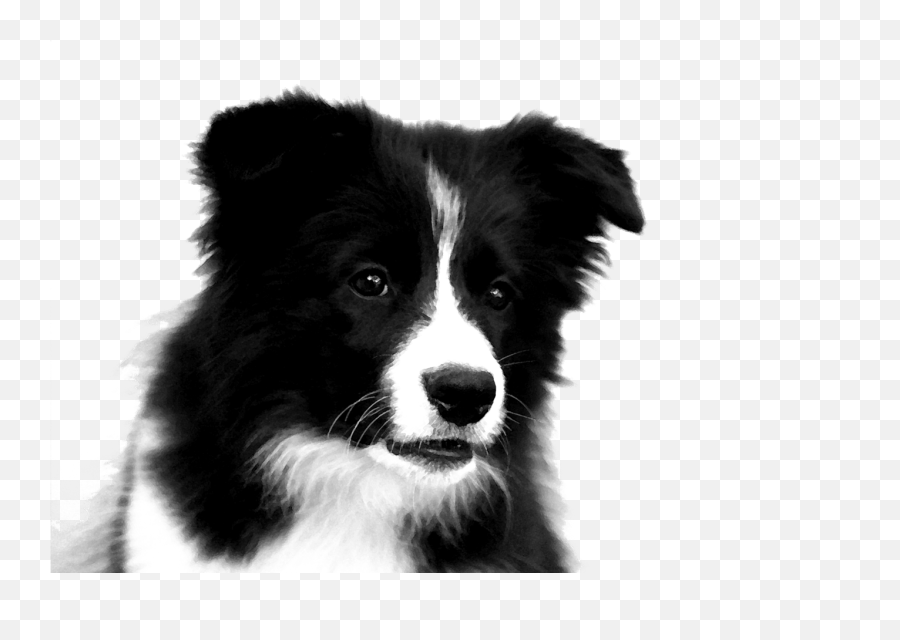 Border Collie Png Photos - Border Collie Puppy Drawing,Border Collie Png