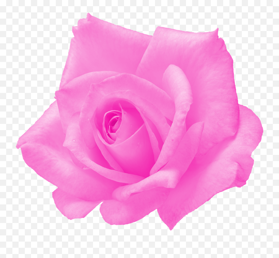 6 Pink Rose Png Transparent Onlygfxcom - Transparent Pink Roses,Pink Roses Png