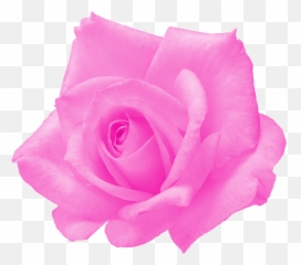 6 Pink Rose Png Transparent Onlygfxcom - Roses