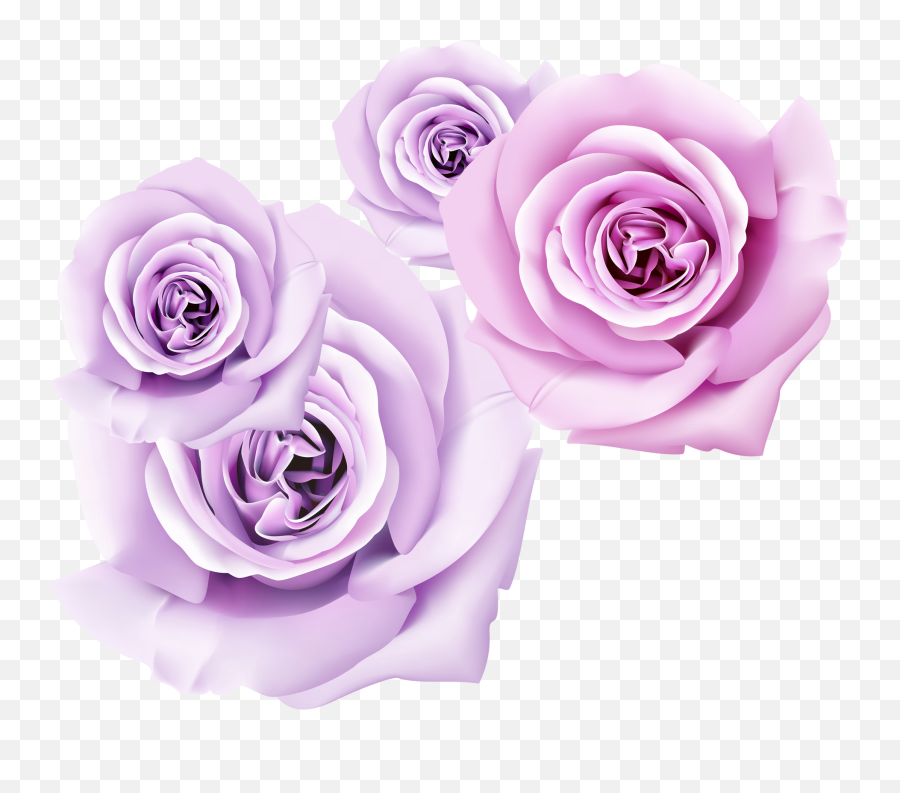 Purple Rose Wallpaper - Rose Wallpaper 3d Flower Png,Rose Flower Png