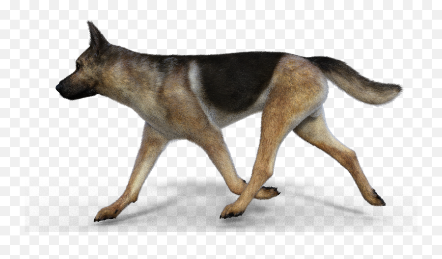 Wolf Dog 8 Husky And German Shepherd - Page Old German Shepherd Dog Png,German Shepherd Png