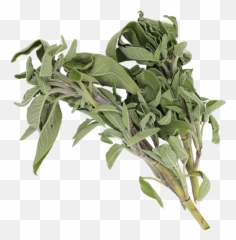 Oregano - Bay Laurel Png,Oregano Png