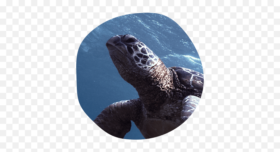 Home - Ridley Sea Turtle Png,Sea Turtle Png