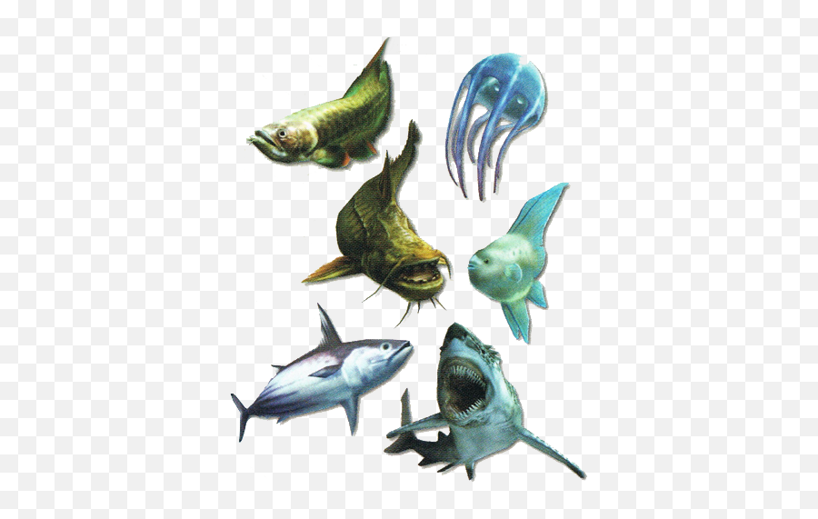 Fish Monster Hunter Wiki Fandom - Monster Hunter Tri Monster Png,Fishes Png