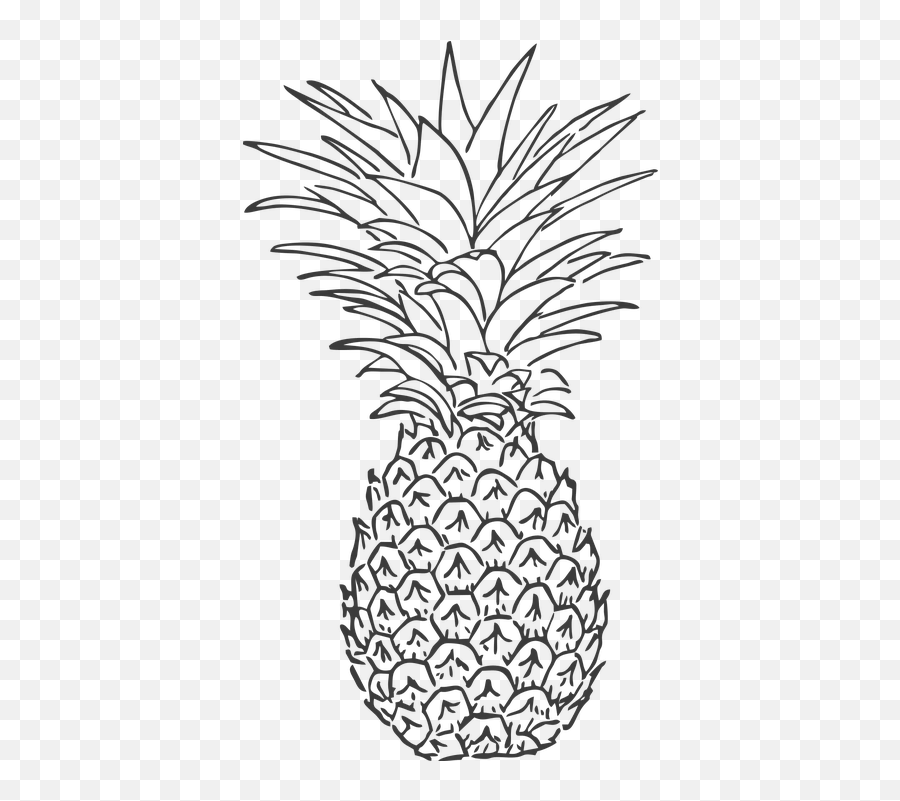 Pineapple Fruit Tropic - Free Vector Graphic On Pixabay Pineapple Fruits Clipart Black And White Png,Pineapple Transparent Background