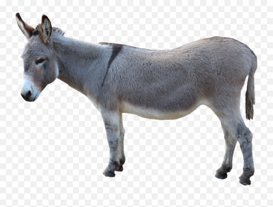 Asinus Photograph Clip Art Grey Donkey Picture Png - Donkey Png,Photograph Png