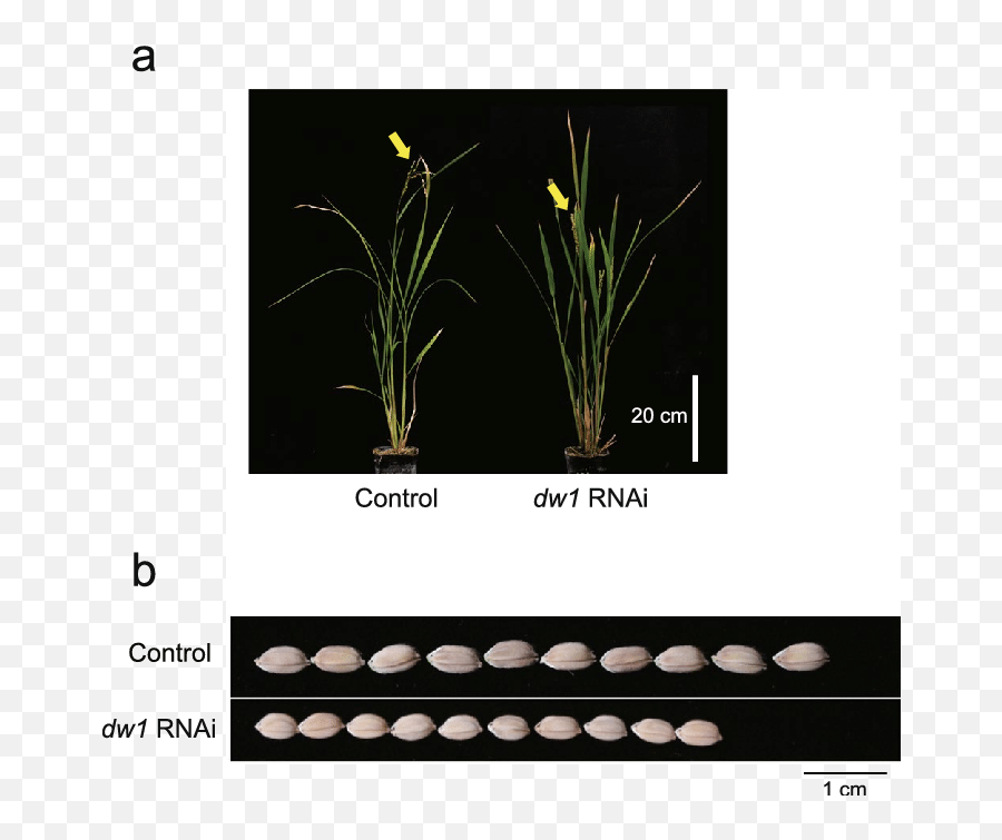 Phenotypes Of Os01g01390 And Os03g16400 Rice Rnai Plant Dw1 - Snow Crocus Png,Plant Vector Png
