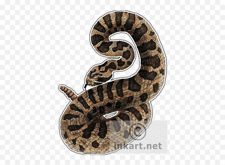 Download Eastern Massasauga Rattlesnake Decal - Eastern Eastern Massasauga Rattlesnake Art Png,Rattlesnake Png