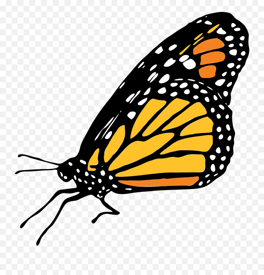 Butterfly Monarch - Mariposa Monarca Dibujo Png,Monarch Png