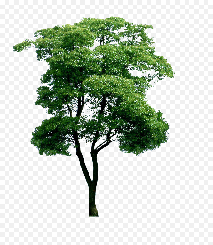 Eucalyptus Tree Png - Eucalyptus Tree Clipart,Eucalyptus Png