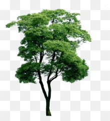 Eucalyptus Tree Png - Eucalyptus Tree Clipart,Eucalyptus Png