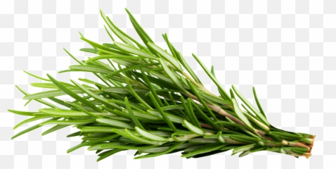 Full Lace Wigs - Transparent Herbs Rosemary Png,Rosemary Png