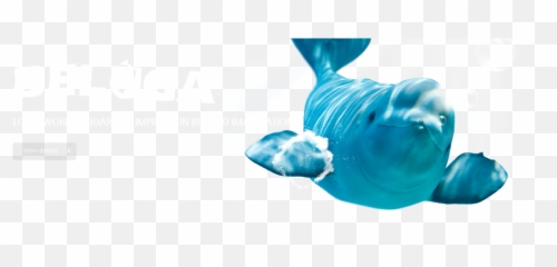 Download World - Fish png