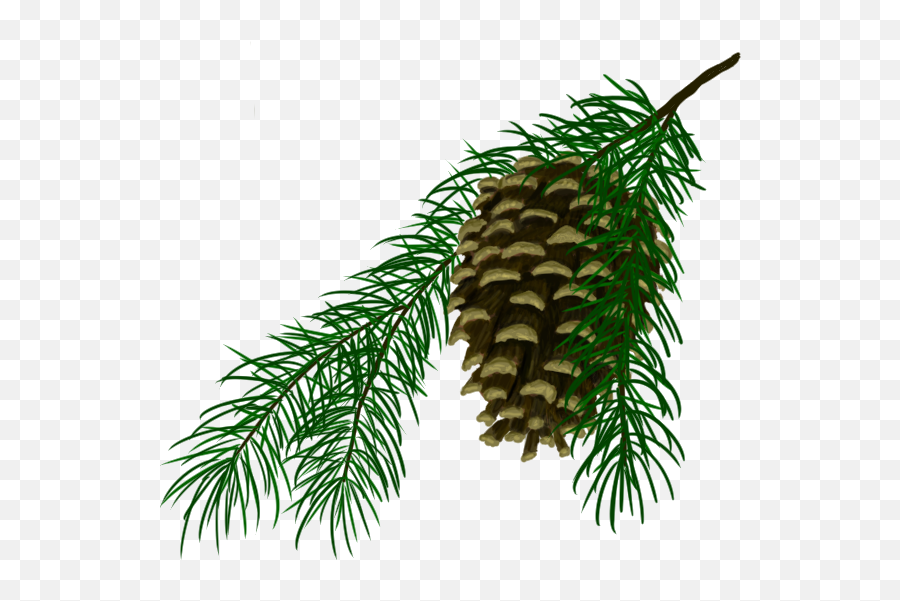 Pinecone Png - Boreal Conifer,Pinecone Png