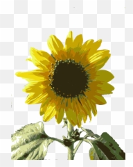Sunflower Seed Plant Flower Png Clipart - Girasol