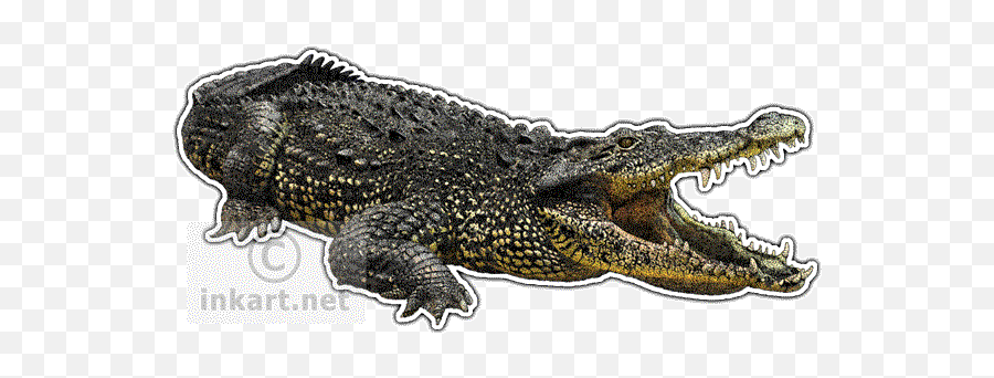 Cuban Crocodile Decal - Color Is A Crocodile Png,Crocodile Transparent