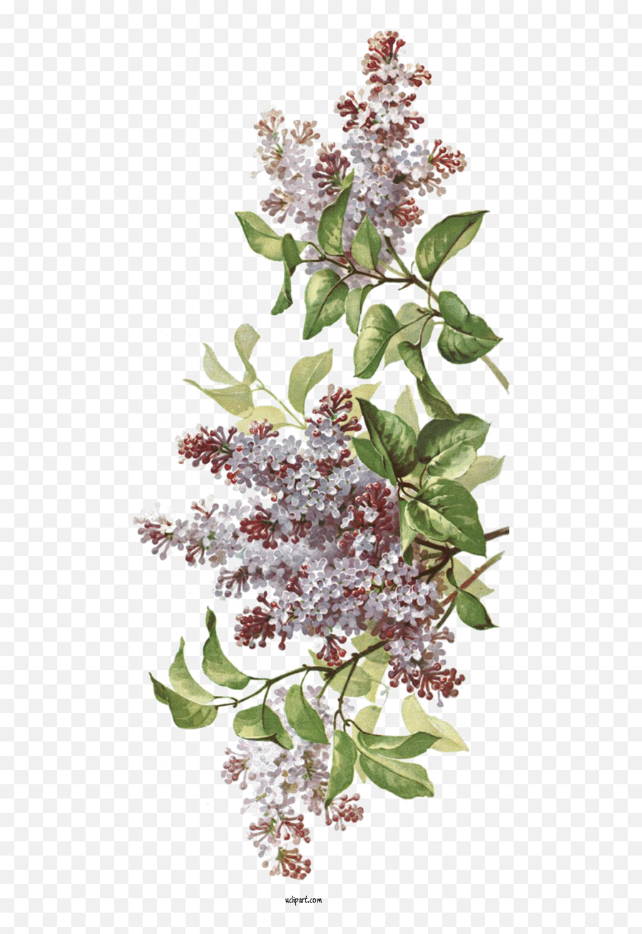 Flowers Blog Drawing Design For Flower Clipart - Flower Butterfly Bush Png,Transparent Flower Drawing