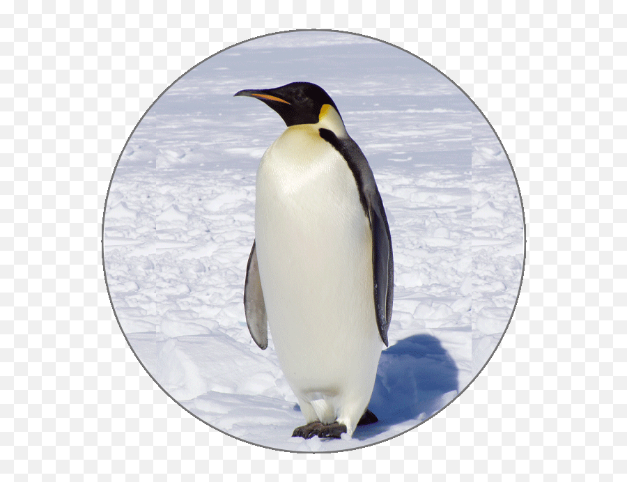 Learn Italian Alphabets - Emperor Penguin Png,Penguins Icon
