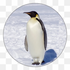 Learn Italian Alphabets - Emperor Penguin Png,Penguins Icon