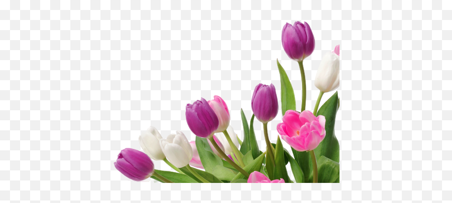 Png Bunga Tulip Transparent Tulippng Images Pluspng - Spring Tulips Png,Simple Flower Png
