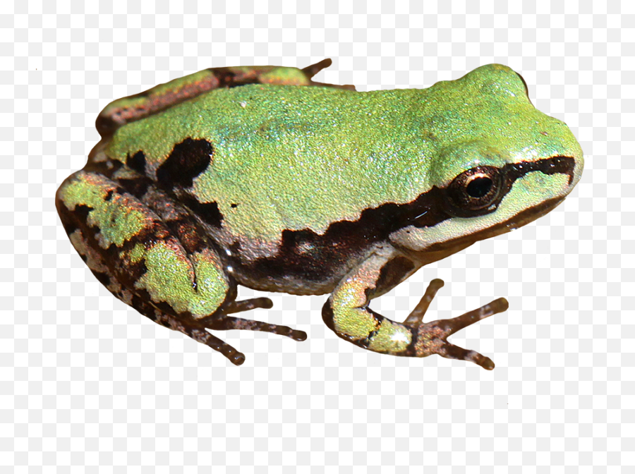 Library Of Tree Frog From Above Image - Realistic Frog Clip Art Png,Tree From Above Png