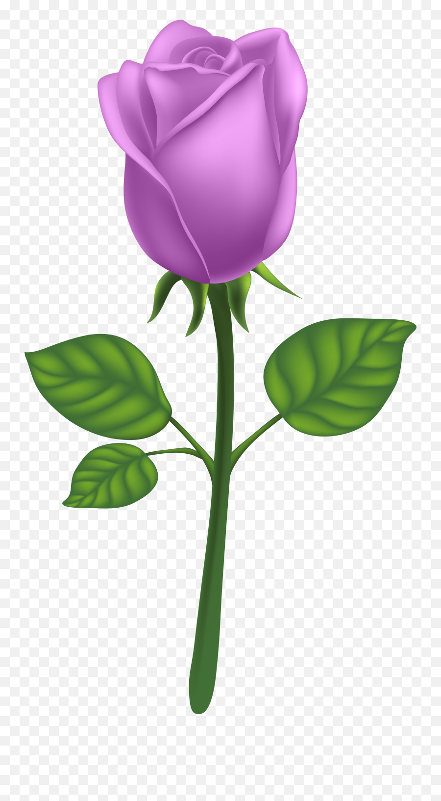 Purple Long Stem Rose Png Clipart - Transparent Background Rose Pink Png,Flower Stem Png