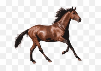 Transparent Horses Tan U0026 Png Clipart Free - Horse Transparent,White Horse Png