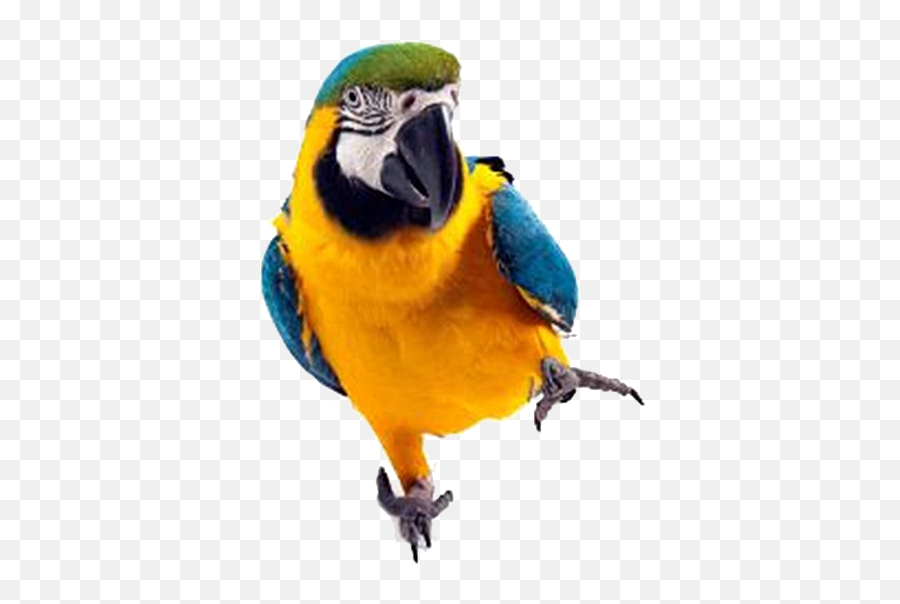 Macaw Parrot Png Image Background - Parrot Png Full Hd,Parrot Transparent Background