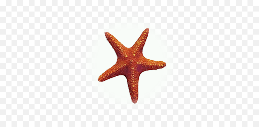 Atka Mackerel - Bdo Codex Estrela Do Mar Base Png,Starfish Small Icon