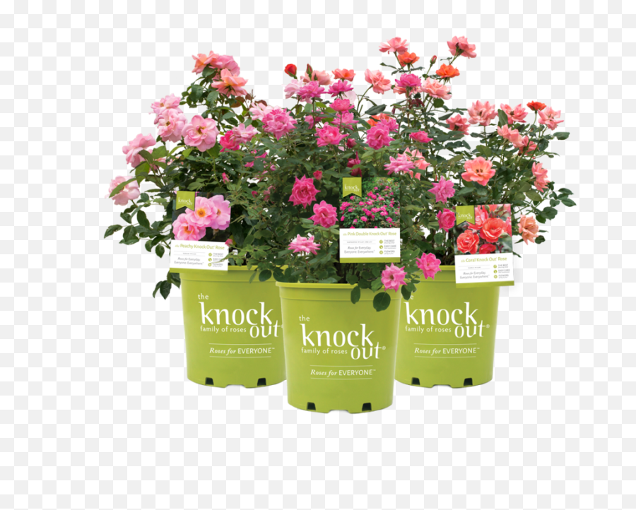 Tree Shrub Planting Material Products - Coral Knock Out Rose Shrub Png,Bushes Transparent