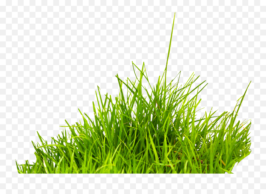 Grass Png Transparent - Grass Transparent Background Png,????? Png