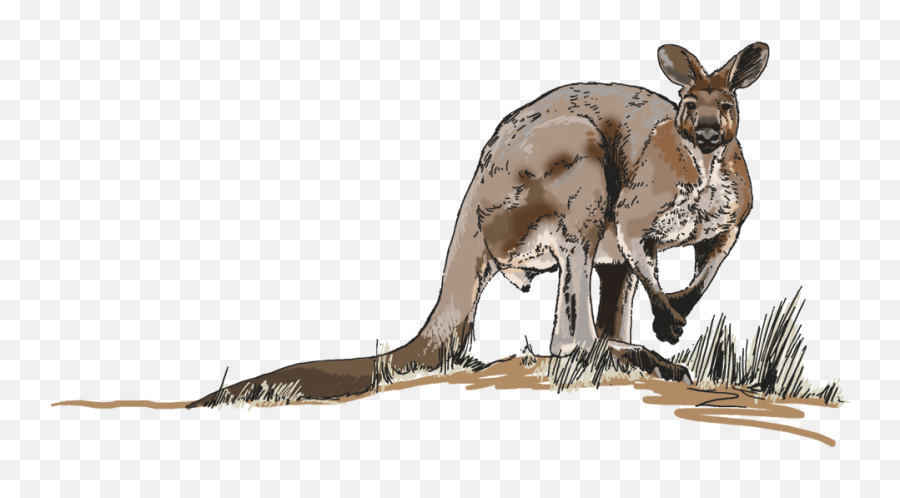 Download Hd Illustrations For Any Media - Kangaroo Kangaroo Png,Kangaroo Transparent Background