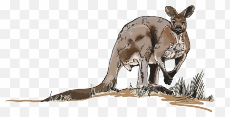Download Hd Illustrations For Any Media - Kangaroo Kangaroo Png,Kangaroo Transparent Background