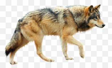 Wolf PNG Image - PurePNG  Free transparent CC0 PNG Image Library