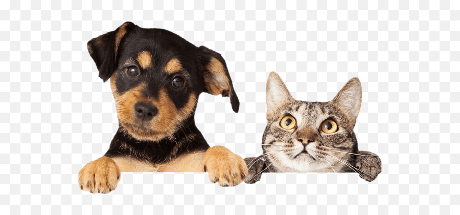 Sheabel Veterinary Hospital - Animal Vet Stock Png,Dog And Cat Png